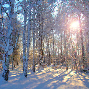 早晨的阳光在冬天森林里.