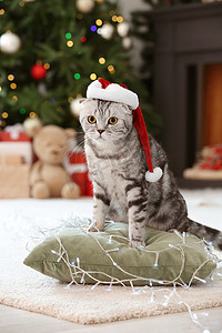 圣诞前夕，家门口戴着圣诞礼帽的可爱猫