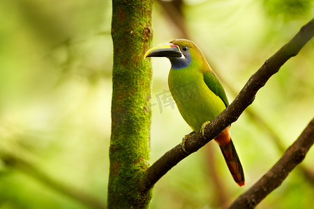 蓝喉 Toucanet, Aulacorhynchus caeruleogularis。哥斯达黎加最小的巨嘴鸟。热带森林中的外来动物.