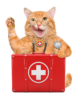 aid摄影照片_Cat with a first aid kit.