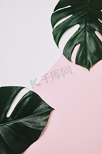 粉红色表面绿色龟背竹叶的顶部视图