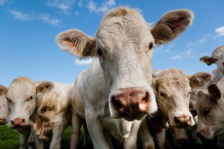 七月放价惠享一夏摄影照片_群的夏洛来牛小牛