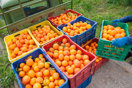 塔罗牌精灵摄影照片_在西西里岛的收获季节, 在橙树丛中满是塔罗科橘子的彩色水果盒