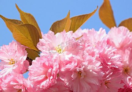 粉红kt板摄影照片_粉色樱花