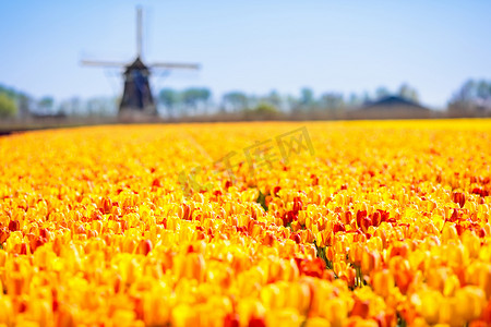 黄色风车摄影照片_荷兰荷兰的郁金香场和风车。在荷兰乡间盛开着红色和黄色郁金香的花田。花卉与风车的传统景观.