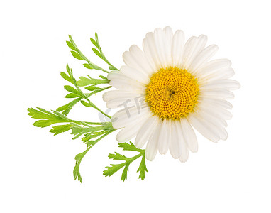 淘宝主图叶子摄影照片_菊花或雏菊, 叶子在白色背景下被隔离。顶部视图。平躺
