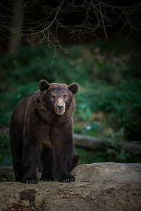 棕熊（Ursus arctos）)