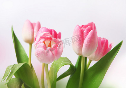 粉色郁金香花