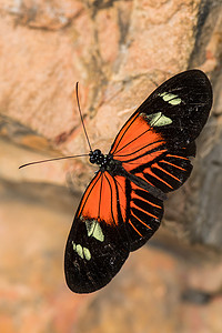 中美洲摄影照片_普通邮差- Heliconius melpomene，美丽的彩色草脚蝴蝶，来自中美洲的草地和森林，墨西哥.