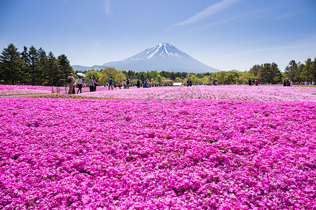 Nashiyama，日本 11 日。2015: 来自东京和其他城市或因素的人来到富士山和在每年春天都享受樱花。富士山是日本最高的山.