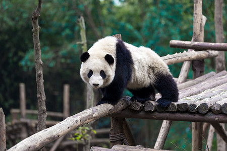 动物园熊猫摄影照片_熊猫在成都市动物园