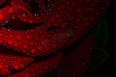 美丽的红色浪漫玫瑰，黑色背景上有露珠