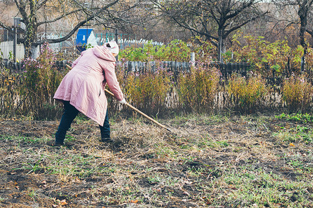 A woman scrapes dry grass from the ground with a rake, cleaning a vegetable garden