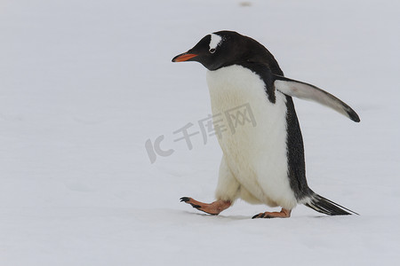成人巴布亚企鹅在雪地上挪