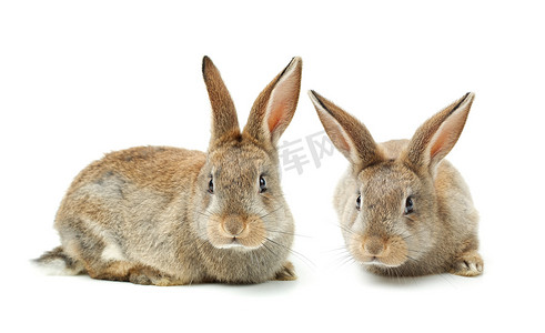 小兔子漫画表情包摄影照片_两只棕色的兔子