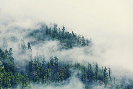 魔法使之夜摄影照片_魔法雾气弥漫的森林