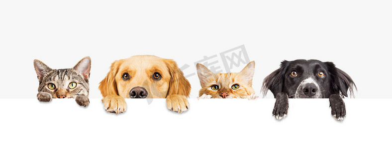 龙舟赛封面摄影照片_猫和狗头上的一排用爪子, 偷看一个空白的白色标志。网页横幅或社交媒体封面的大小
