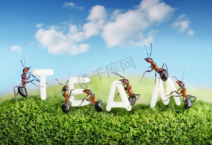 蚂蚁构建 word 团队与信件，团队合作
