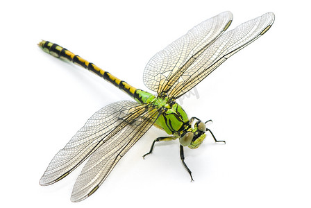 ophiogomphus 塞西莉亚。白色黑色绿色 snaketail 蜻蜓