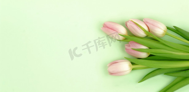 淡绿色卷轴摄影照片_花卉构图背景横幅。在淡绿色背景粉红色郁金香花束。顶部视图。复制空间。假日概念。背景颜色