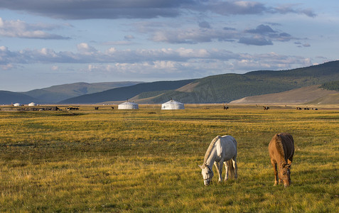 蒙古马在草地上