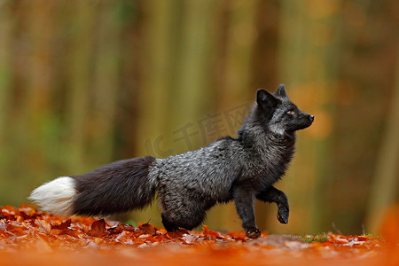 黑银狐狸