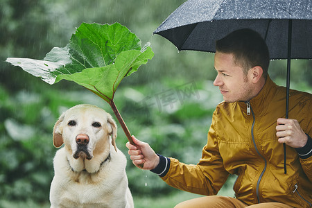 雨天与狗在自然界。带伞的年轻人在他的哀伤的拉布拉多猎犬之上拿着牛蒡叶.