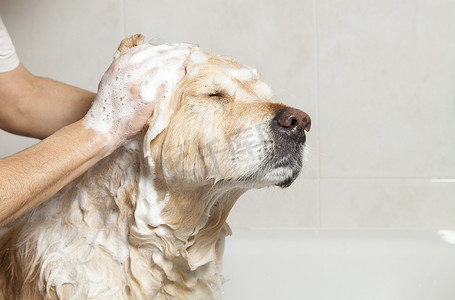 狗洗澡摄影照片_一只狗到浴室