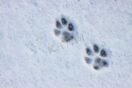 宠物狗摄影照片_雪地上有猫或狗爪子的脚印的有趣的抽象的白色背景。在冬天寒冷的天气里照顾宠物.