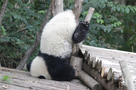 中国成都熊猫大本营熊猫小熊猫头架小熊猫的滑稽小猪