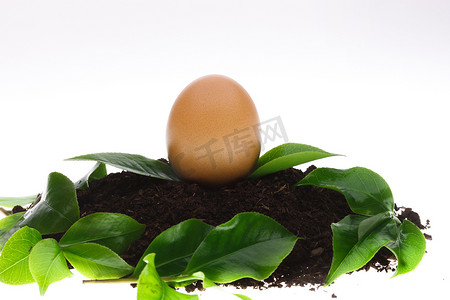 茶苗土壤鸡蛋