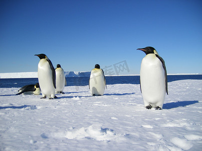  南极夏日，帝企鹅在冰川上