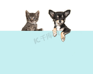 可爱边框蓝色摄影照片_可爱的吉娃娃狗和猫宝贝猫挂肩并肩在蓝色的纸板