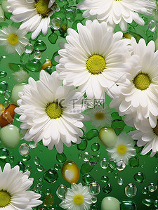 清新雏菊背景图片_清新美丽小白雏菊花朵背景19