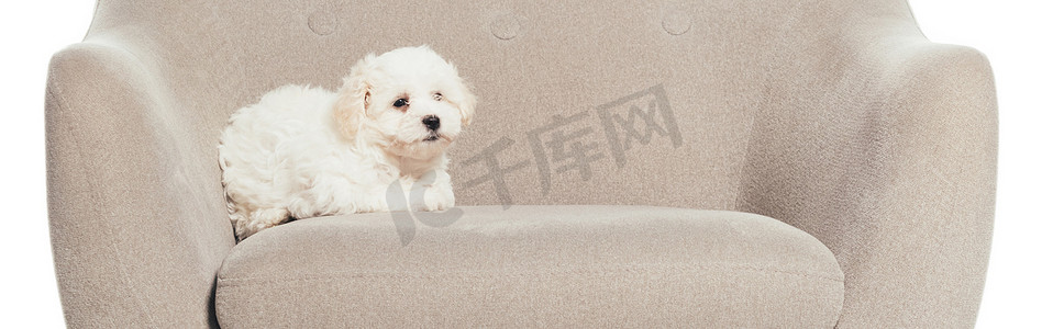 panoramic摄影照片_panoramic shot of cute Havanese puppy lying on armchair isolated on white 