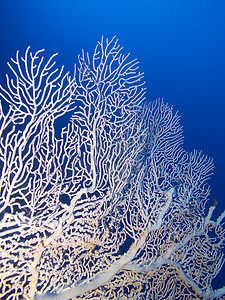 珊瑚礁与大猩猩的背景下, 蓝色的水在热带海的底部, 水下景观