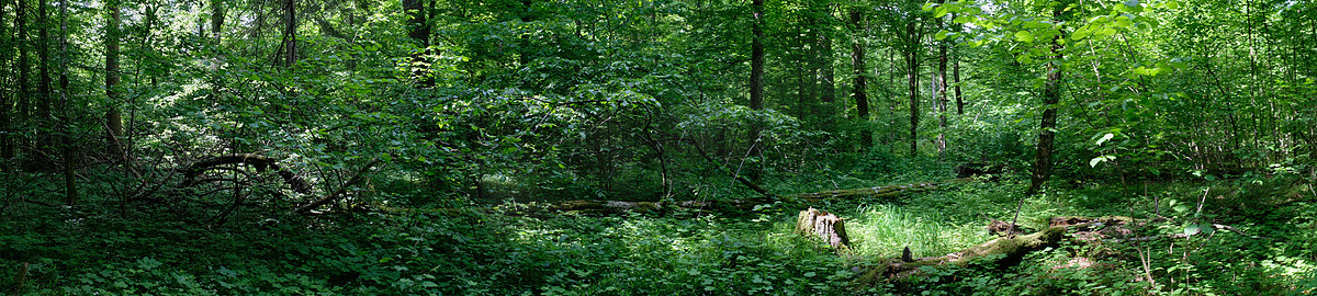 波兰Bialowieza森林，春天的落叶森林全景，有橡木和碎树