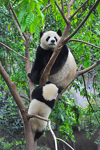 可爱的大熊猫熊 
