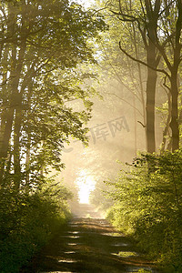 太阳初升摄影照片_日出吹上森林路径
