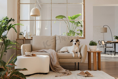 雅致的客厅室内设计，狗躺在米色的现代沙发，侧桌，植物和创意配件。模板。复制空间。后排的饭厅