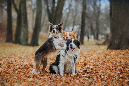 暑期英语培训班摄影照片_听话的狗品种边境牧羊犬。肖像，秋天，大自然，技巧，培训