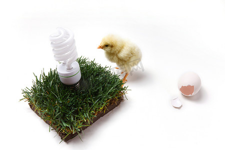 一只小鸡和节能灯泡
