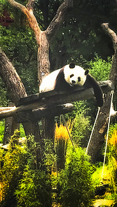 美丽可爱的熊猫熊在大自然中散步
