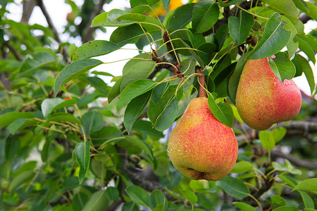 夏园里成熟的有机梨品种.