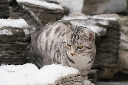 石阶上的可爱花斑猫