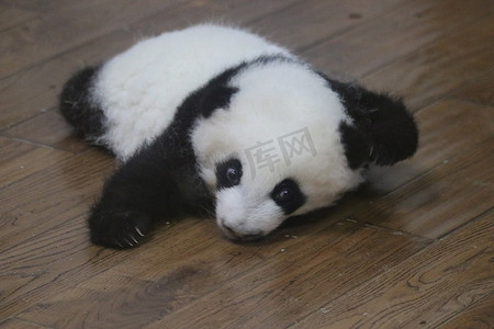 宝宝熊猫摄影照片_成都熊猫基地育婴室里的可爱熊猫宝宝