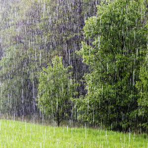 雷阵雨转中雨摄影照片_在域和目录林中雨