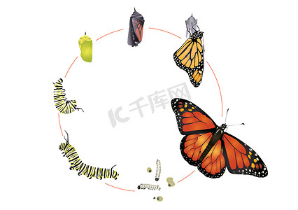 王冠蝴蝶的生命周期