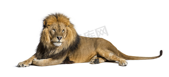 isolated摄影照片_Male adult lion lying down, Panthera leo, isolated on white
