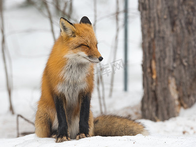 红狐-狐狸狐狸, 健康标本在他的栖息地在树林里, 放松, 坐下来, 似乎为相机的姿势.